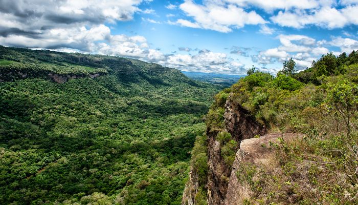  Paraná registra queda de 73% no desmatamento da Mata Atlântica em 2024